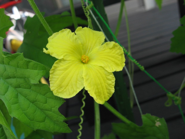 ゴーヤの花が咲きました 初心者でもできるプランターで家庭菜園